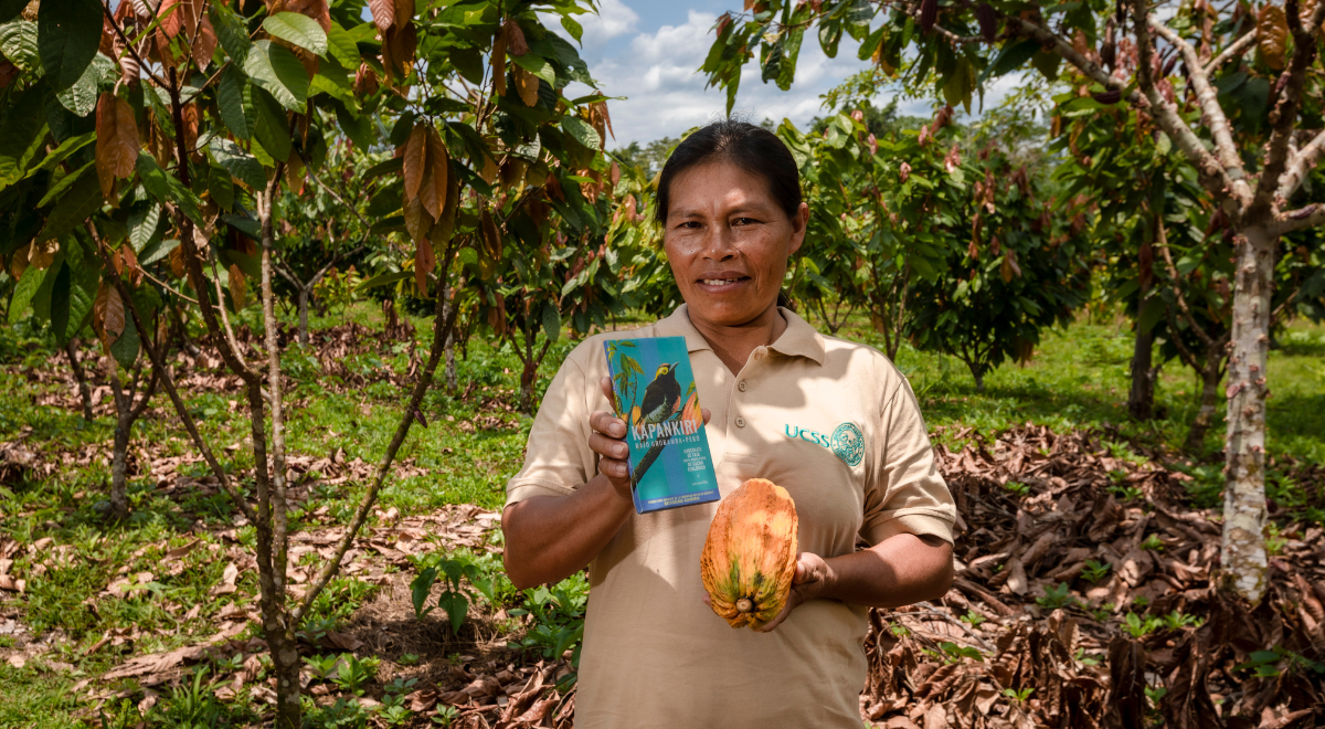 Camisea impulsa producción de cacao en la Comunidad Nativa Kirigueti