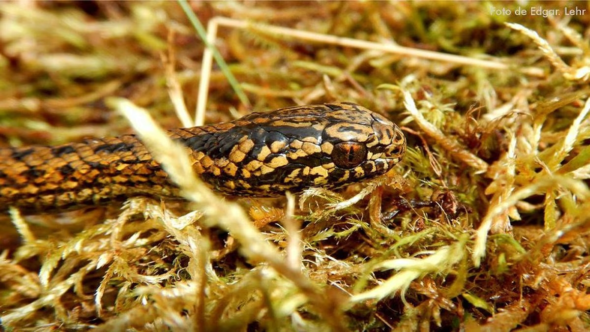 Científicos descubren una nueva especie de serpiente en el VRAEM