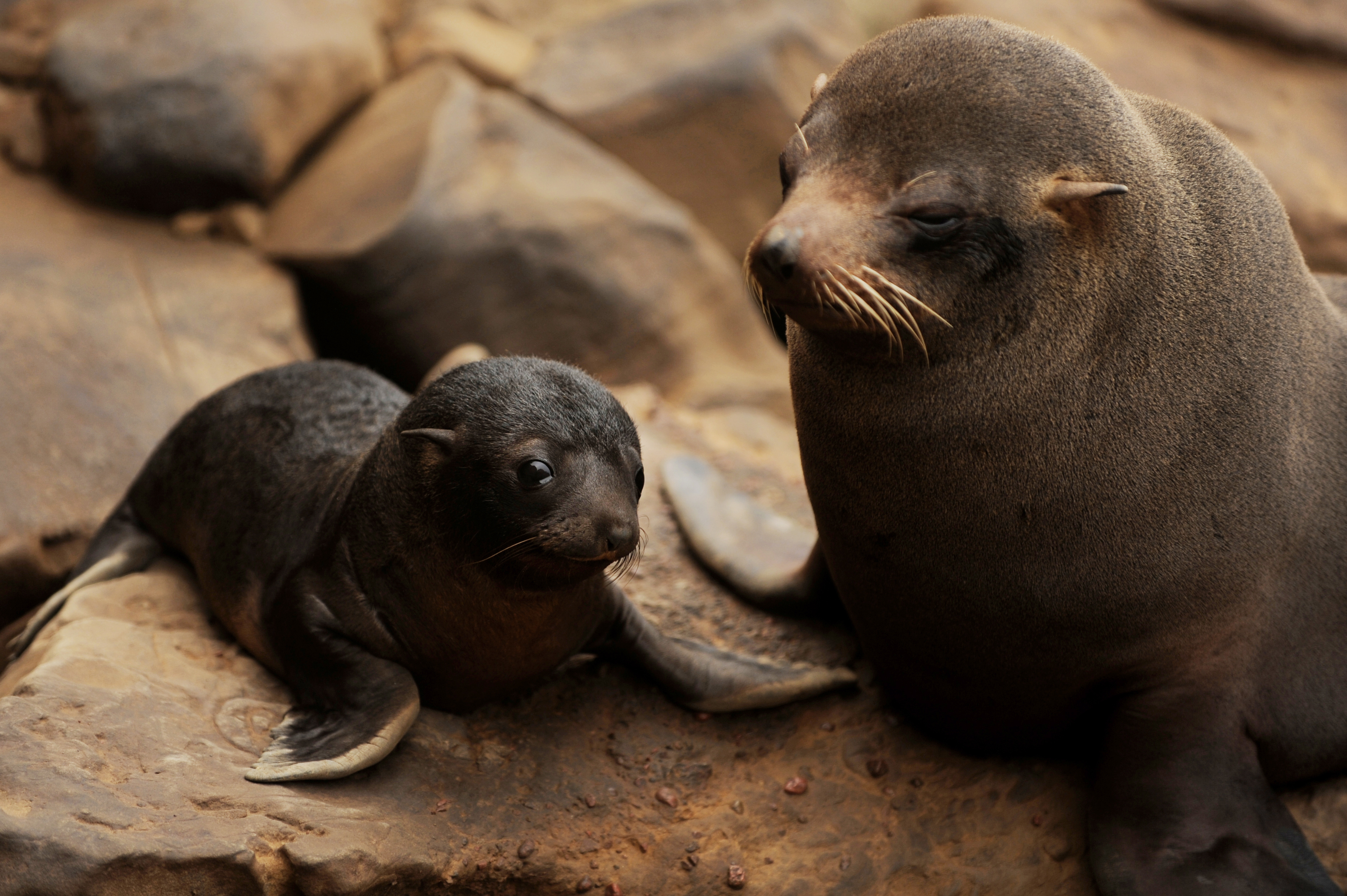 Reserva Nacional de Paracas dispone de siete millones de dólares para su preservación