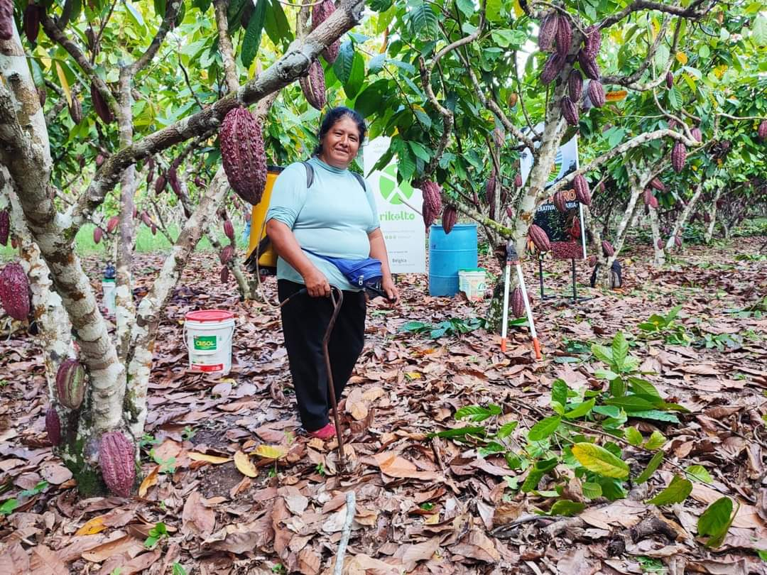 Productores de cacao promueven sostenibilidad agrícola