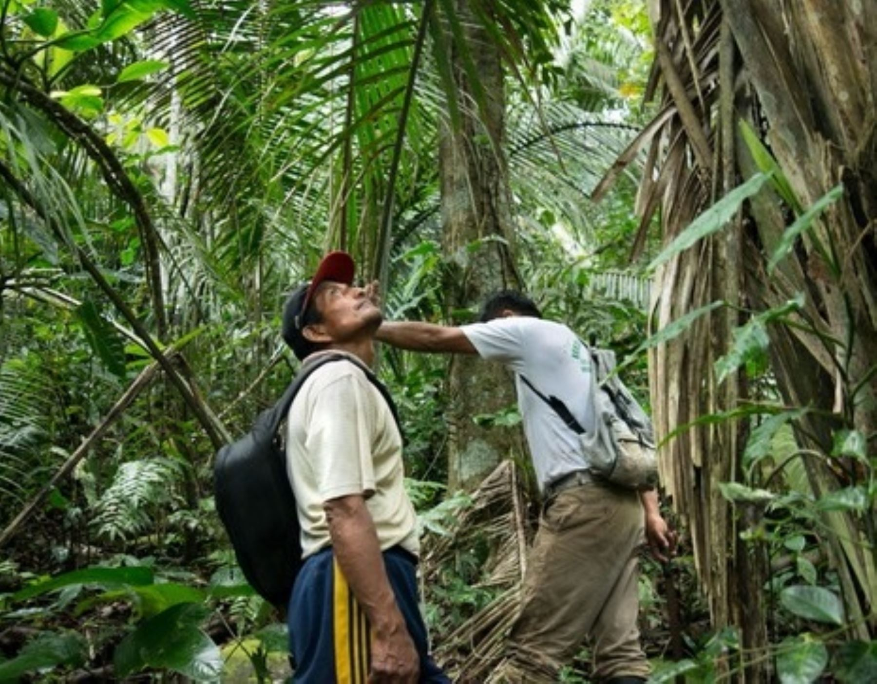 Serfor establece nuevo bosque local en San Martín