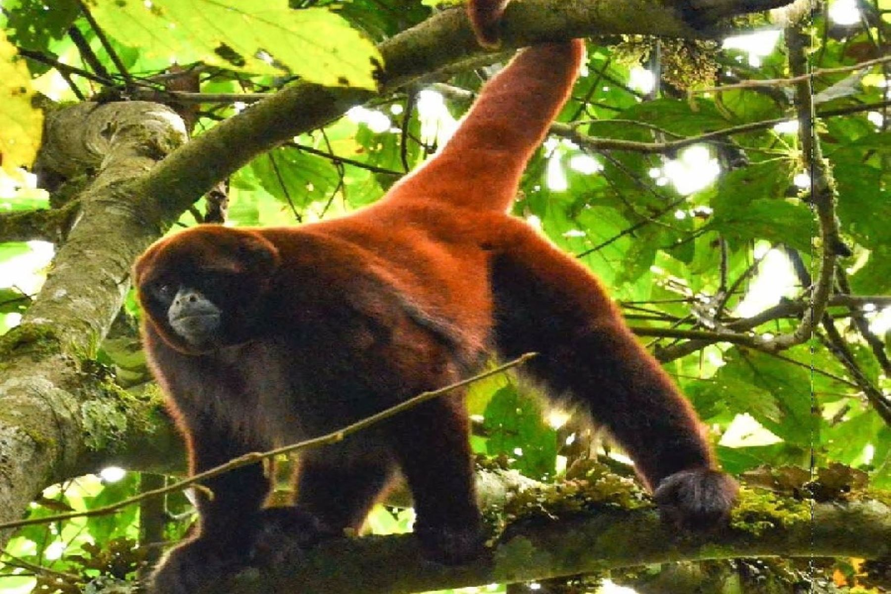 Perú: Más de 300 especies en peligro de extinción