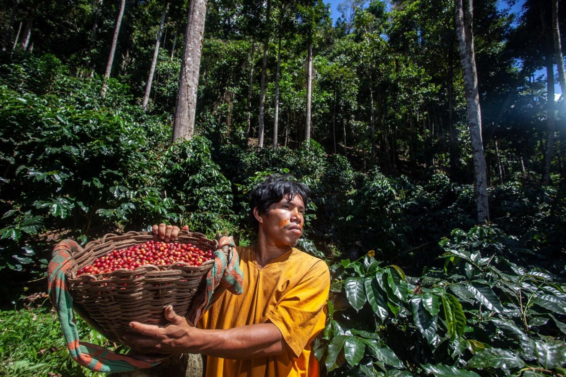 Cultivo sostenible beneficia a comunidades amazónicas