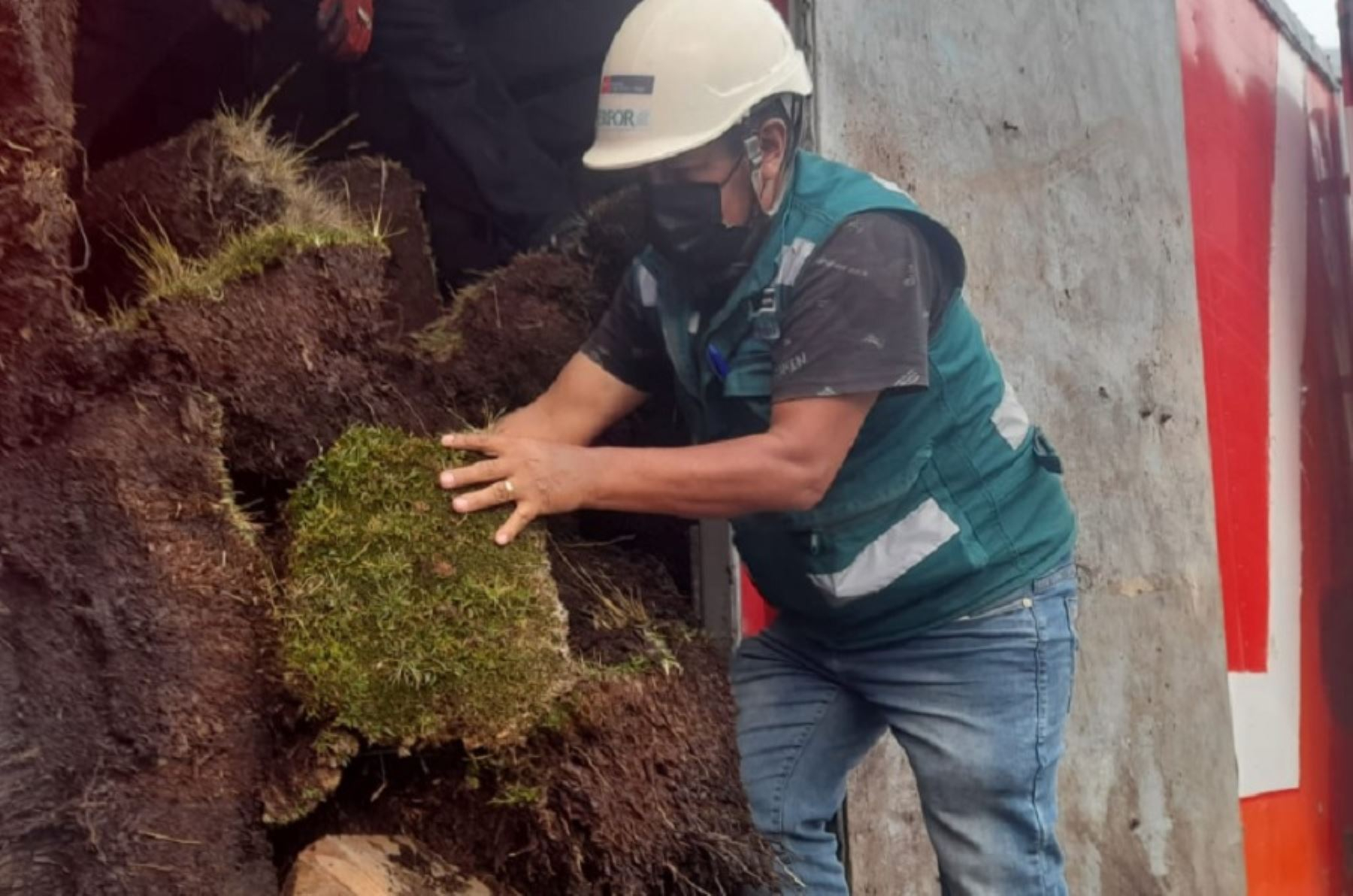 Navidad: campaña fiestas decembrinas sin musgo en los pesebres - Noticias  de Ambiente - Secretaría Distrital de Ambiente