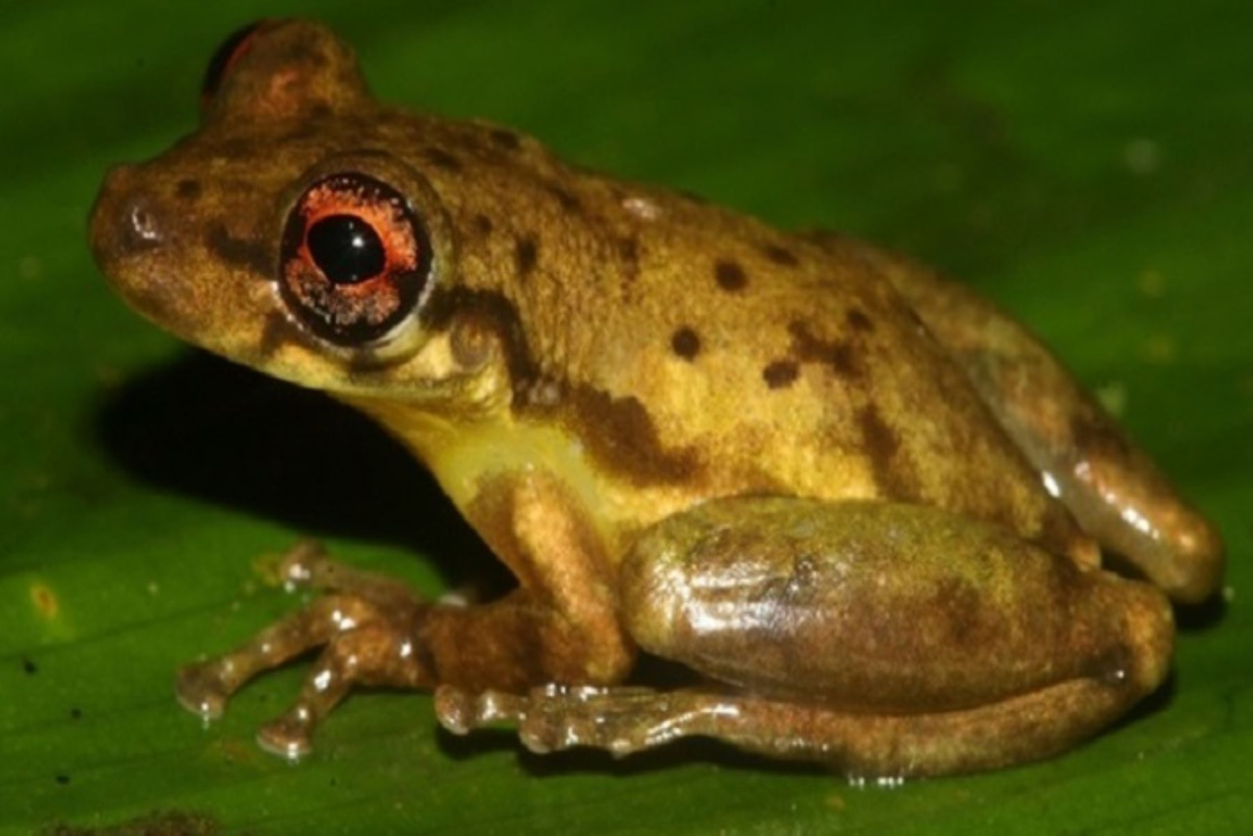 Nueva Especie De Rana Es Descubierta En Amazonía Peruana 7026