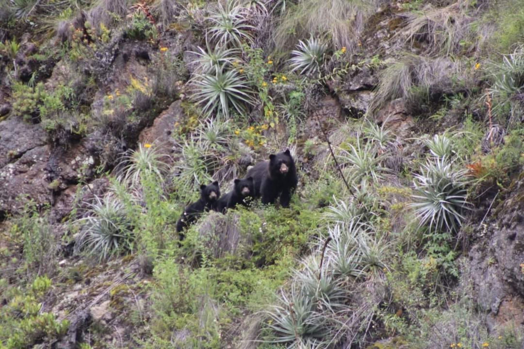 Familia De Osos Andinos Es Avistada En El Santuario De Machu Picchu 4746