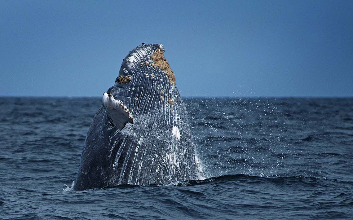 Reserva Nacional Mar Tropical de Grau es una realidad