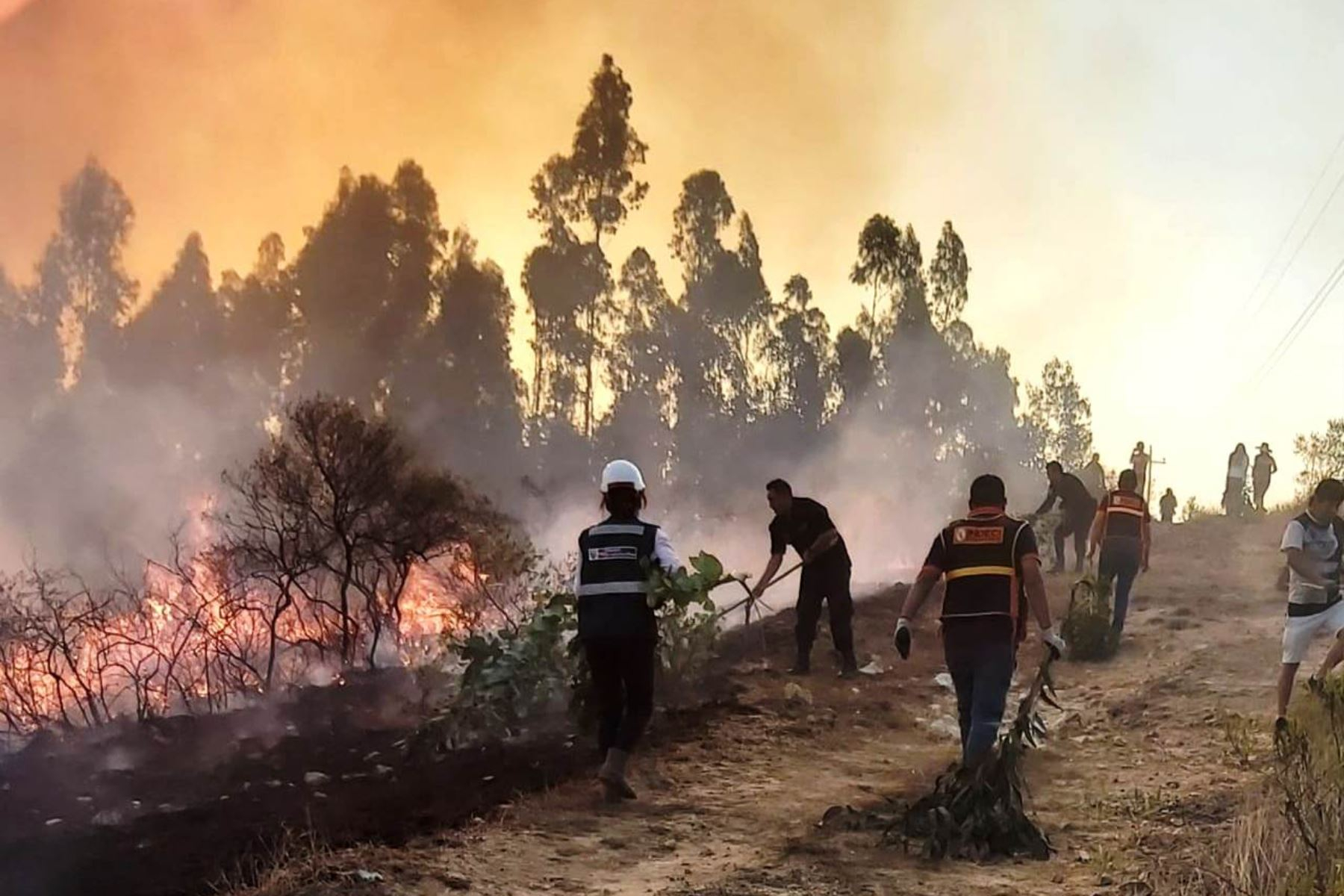 Más de 190 incendios forestales se registraron en el 2024