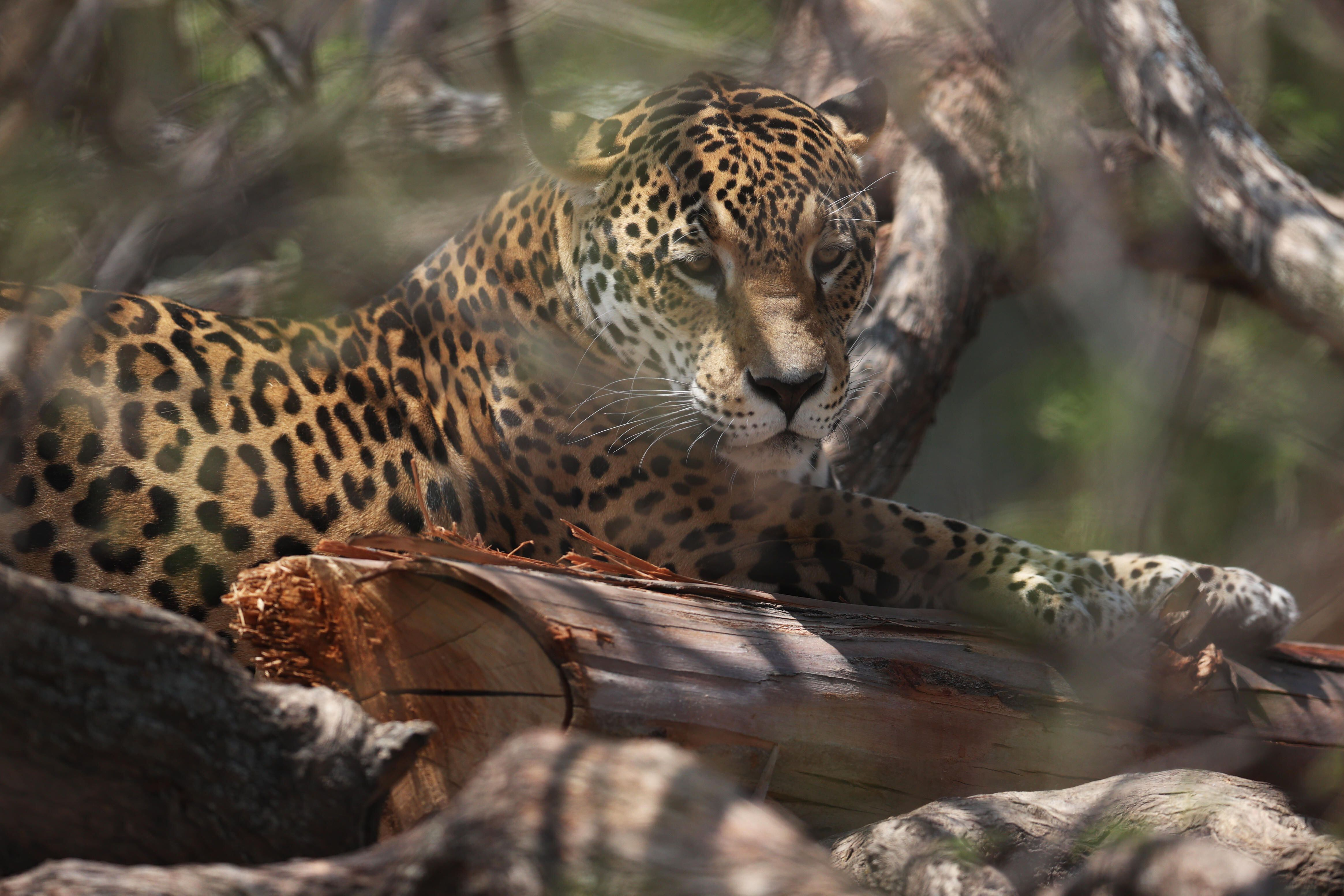 Fauna silvestre del mundo se redujo en un 70%