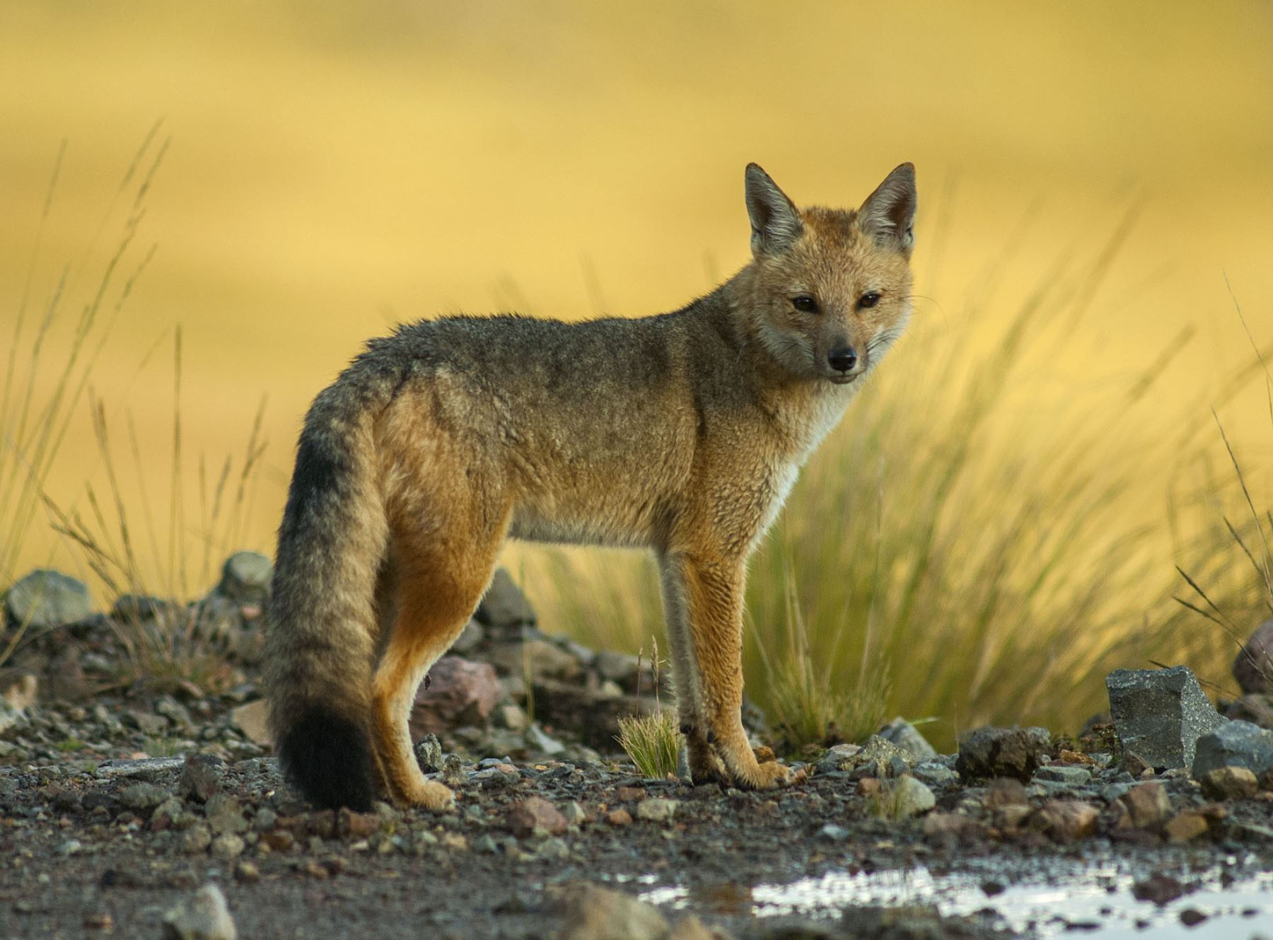 Zorro andino es rescatado y regresado a la naturaleza