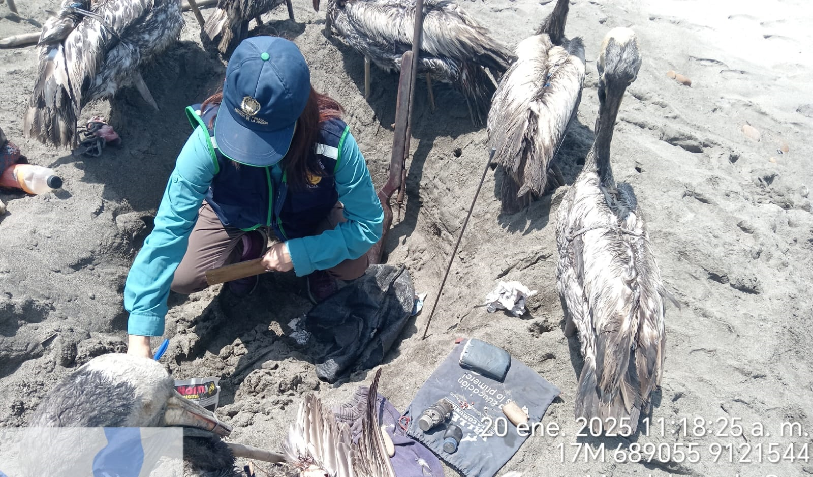 Denuncian caza ilegal de pelícanos en La Libertad