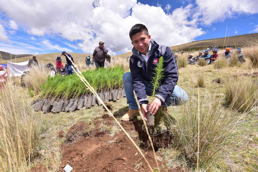 Implementarán plantaciones forestales en cinco regiones del país