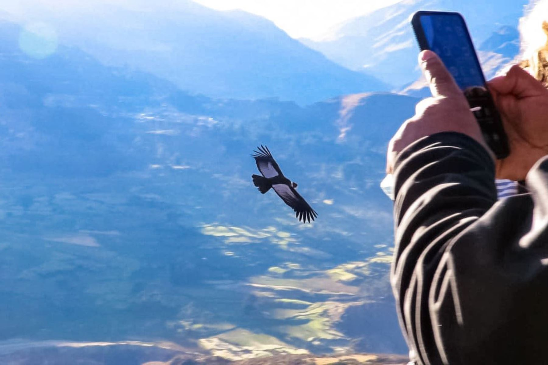 Serfor registra 301 ejemplares de cóndor andino en todo el país