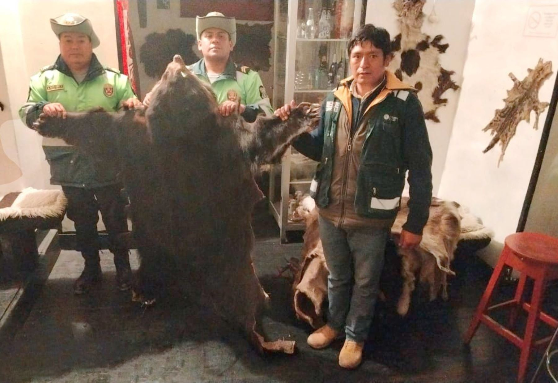 Intervienen local por exhibir 14 pieles de animales silvestres