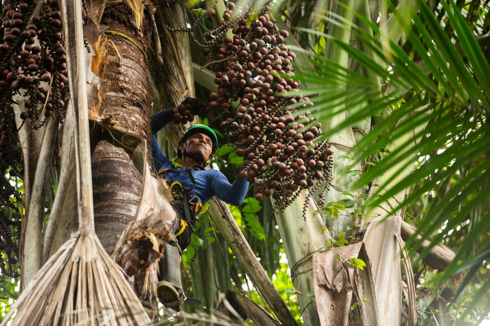 Amazonía: Bionegocios impulsan conservación y desarrollo sostenible