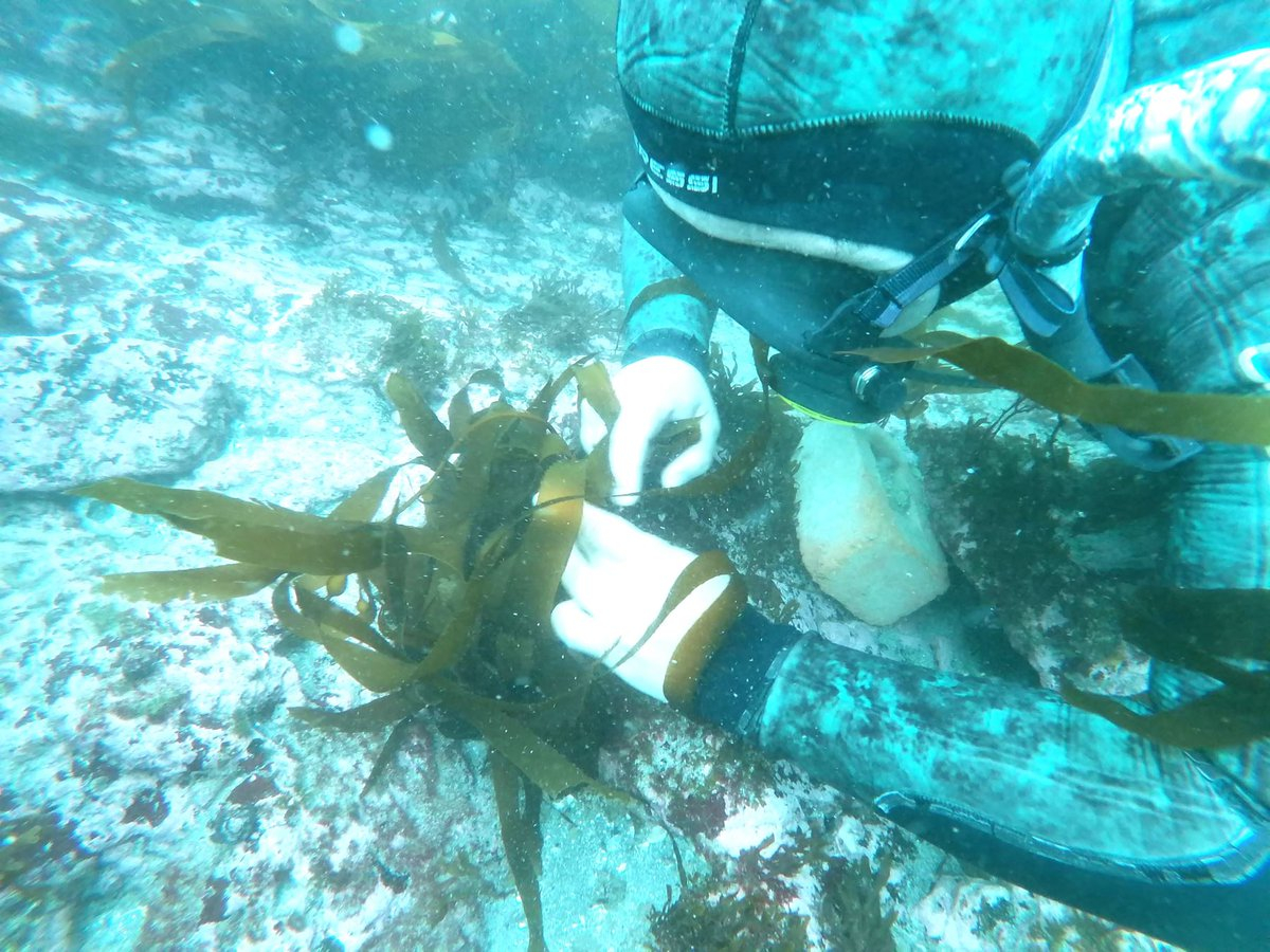 Científicos peruanos siembran algas en mar de Pucusana