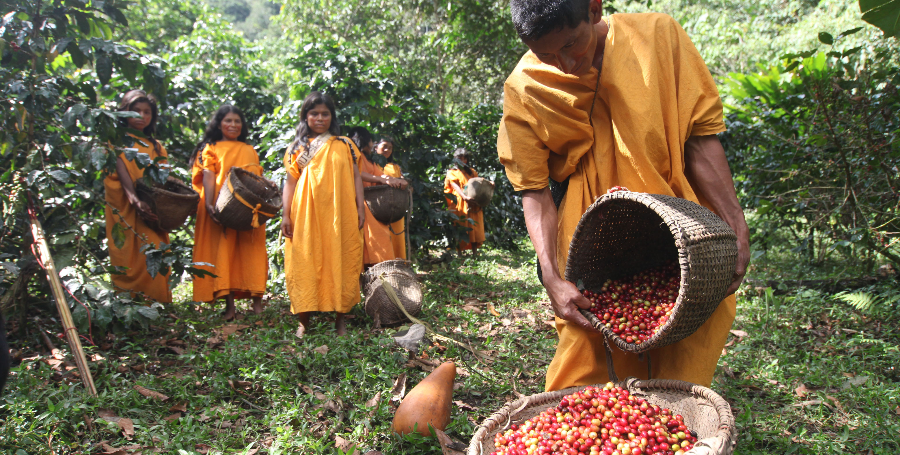 Proyecto busca la conservación de bosques amazónicos