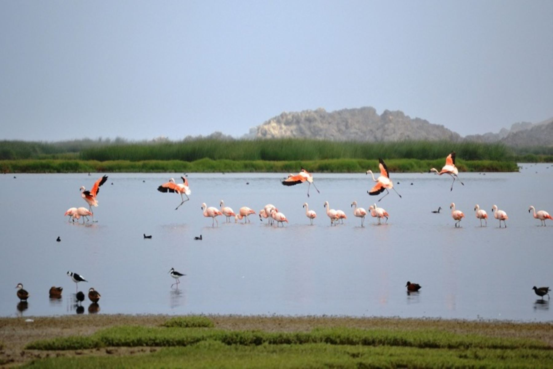 Nueva estrategia protegerá ecosistemas y biodiversidad del Perú