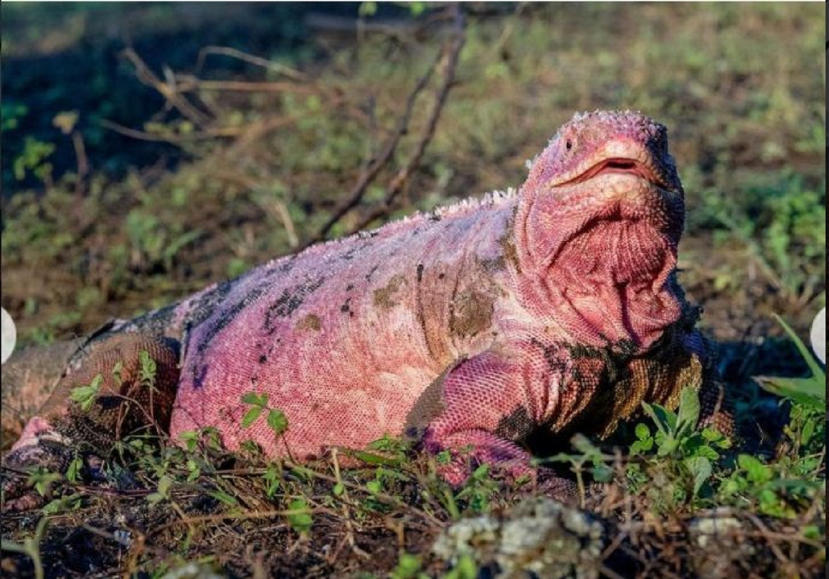 Ecuador: Nuevas investigaciones buscan conservar la iguana rosada