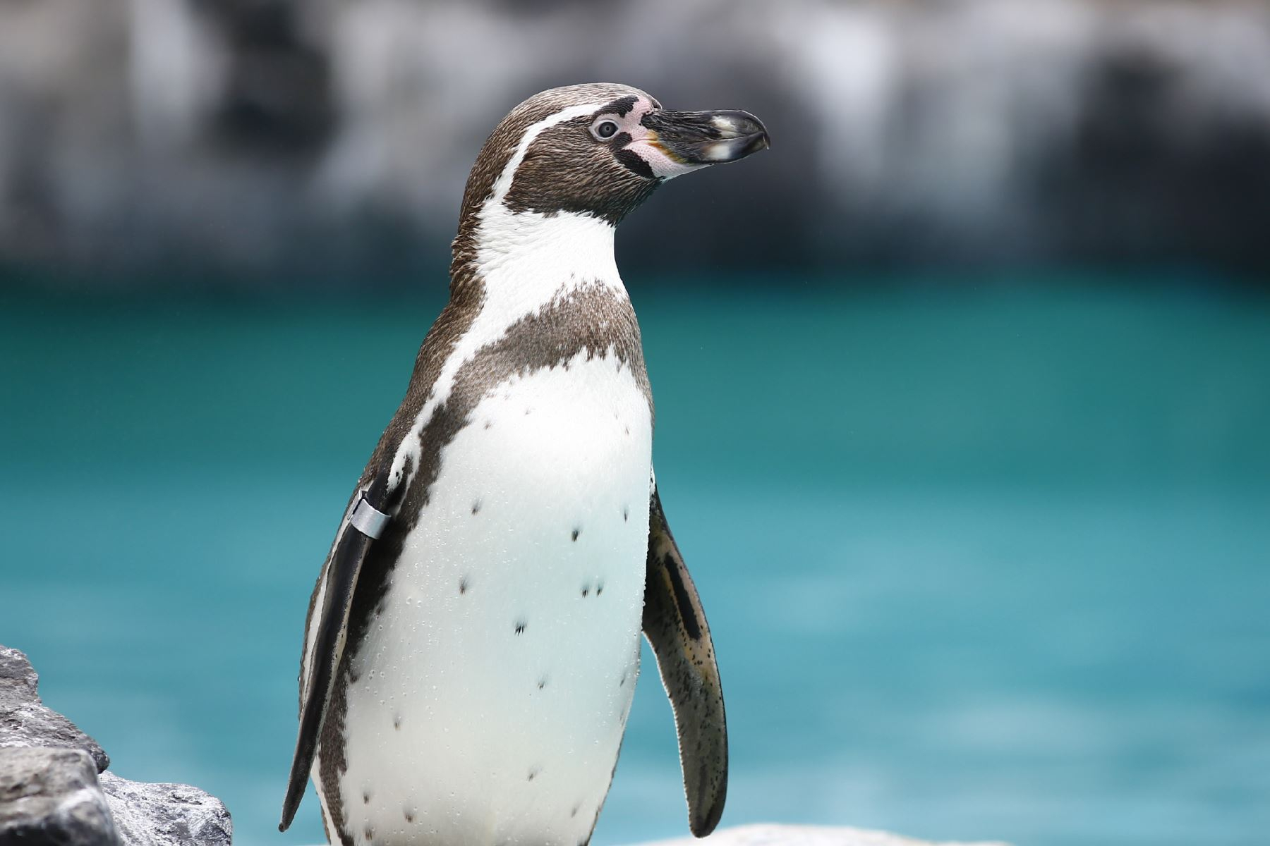 Día Mundial de los Pingüinos: Un llamado por la naturaleza