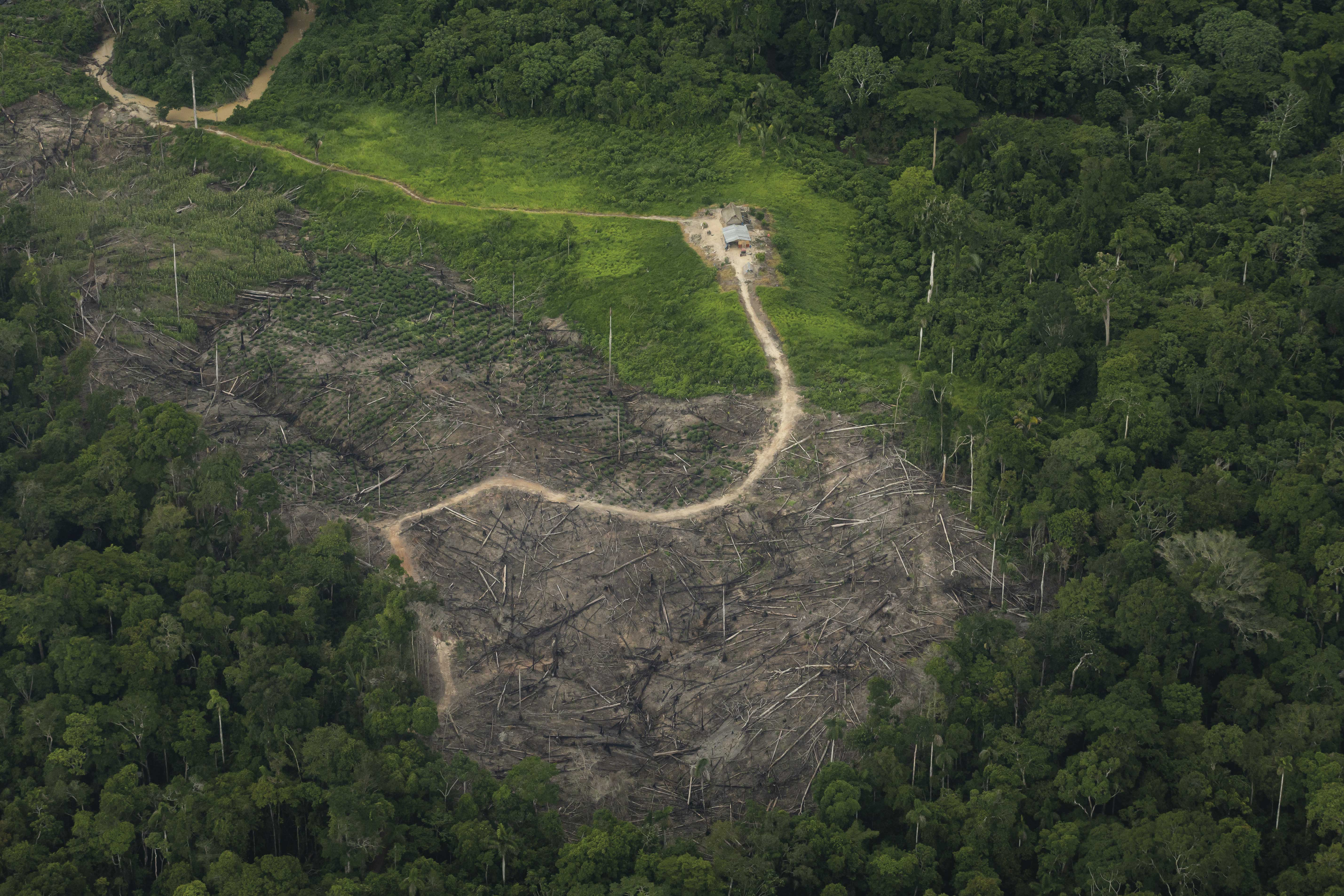 Amazonía peruana padece por cuatro zonas críticas de deforestación