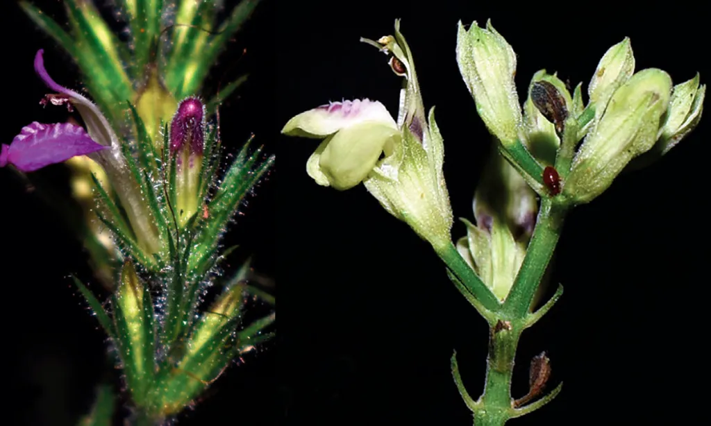 Descubren 21 nuevas especies de plantas en el Perú