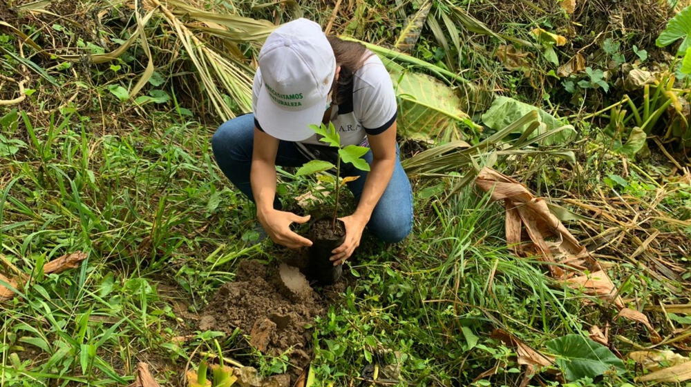 Buscan restaurar 2 mil hectáreas de bosques afectados por incendios