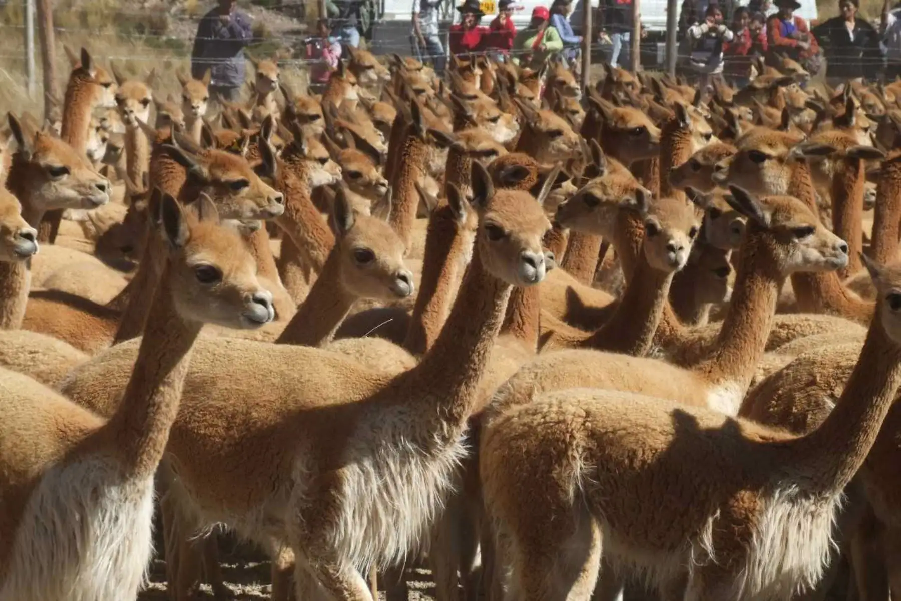 Perú alcanza récord en población de vicuñas a nivel nacional