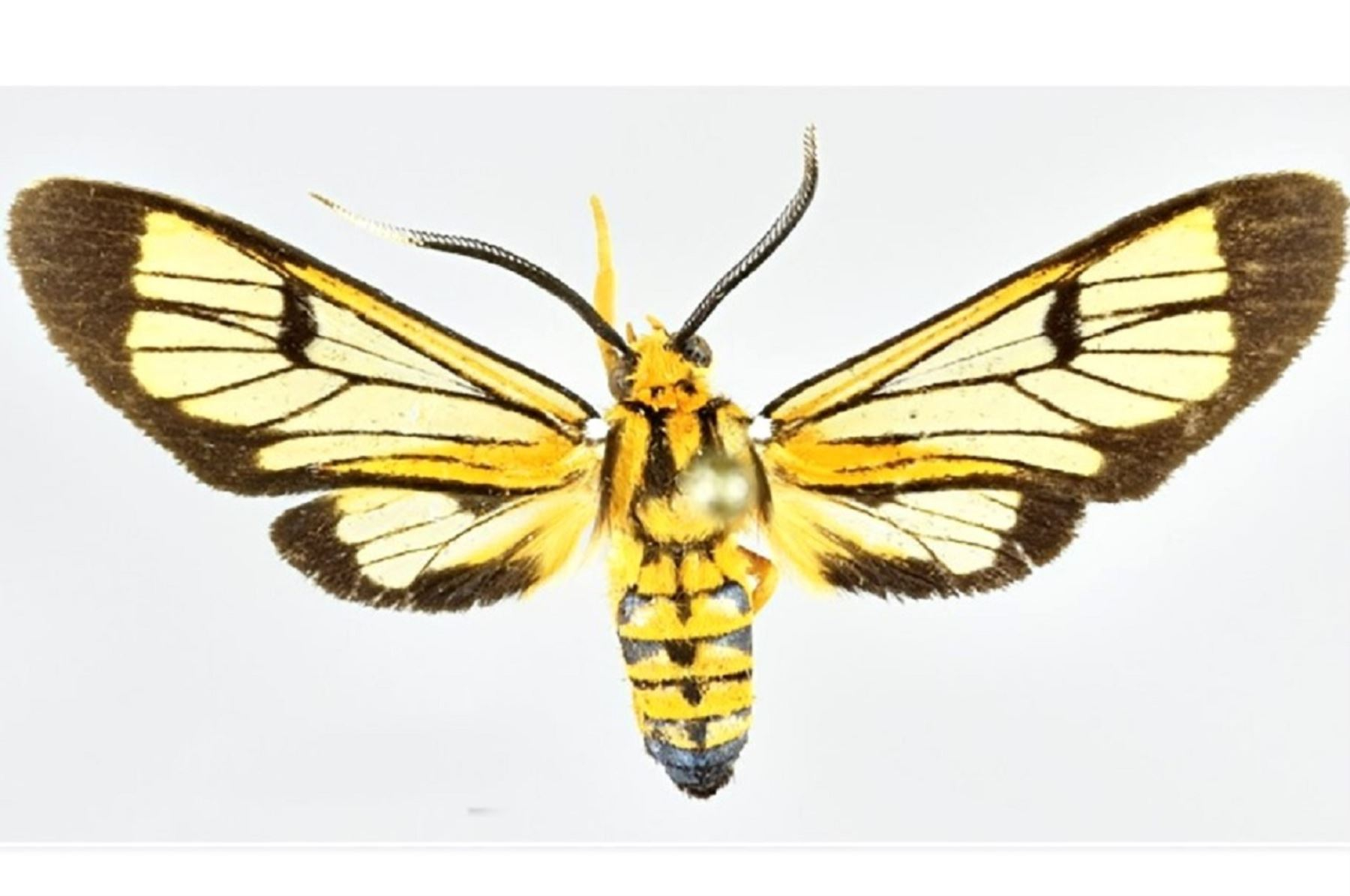 Descubren cuatro nuevas especies de polillas en Perú