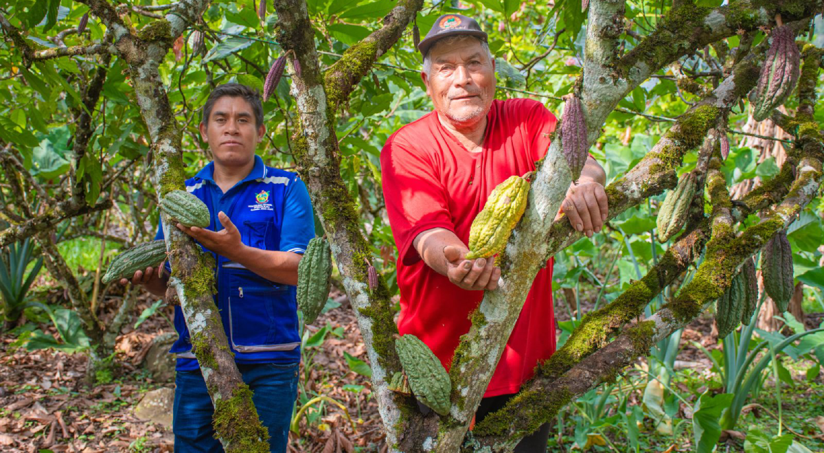 El VRAEM se alista para celebrar al cacao que dio origen al "mejor chocolate del mundo"