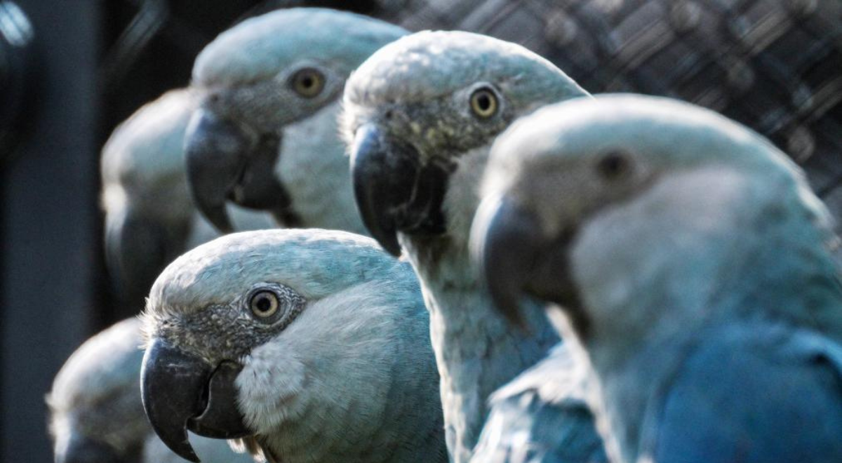 Virus letal amenaza a últimos 11 guacamayos azules libres de Brasil