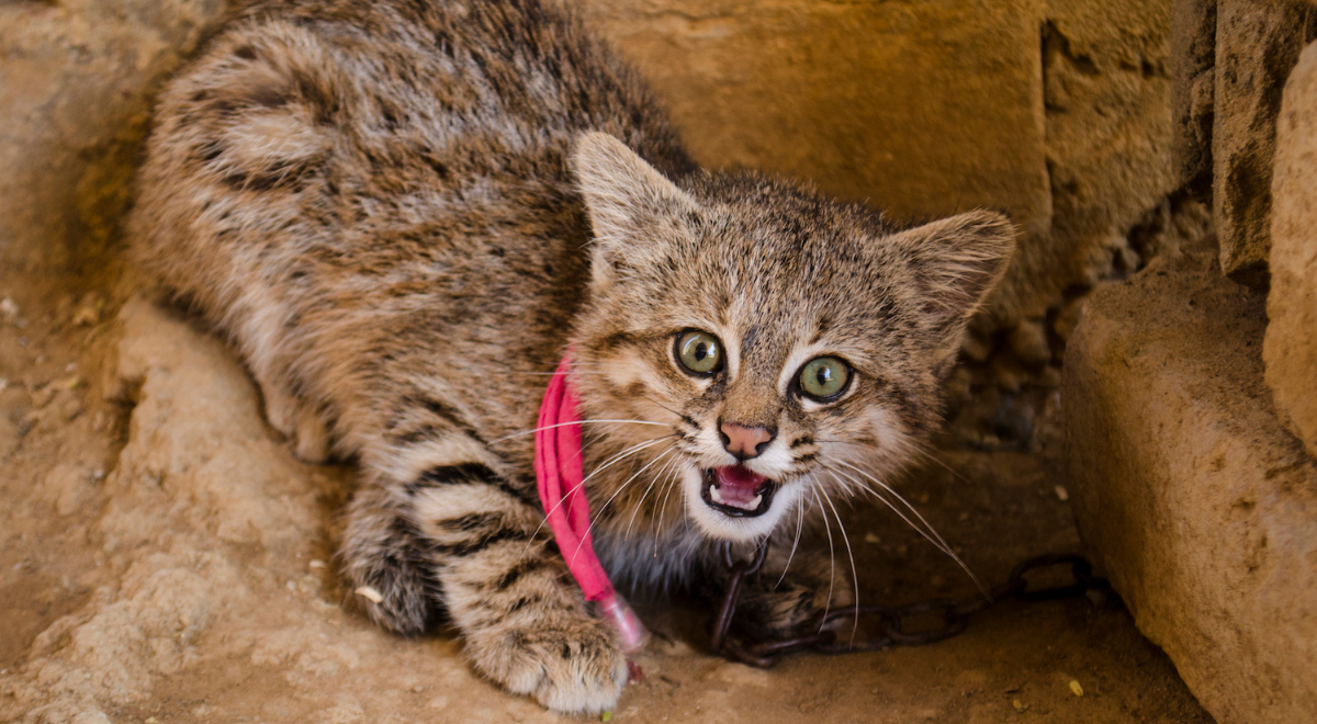 Gato de los pajonales retorna a su hábitat natural en Ayacucho
