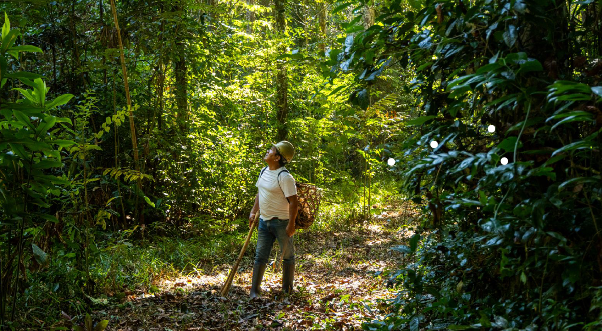 El milagro de la castaña en Madre de Dios que sostiene a 20 mil familias y blinda la Amazonía