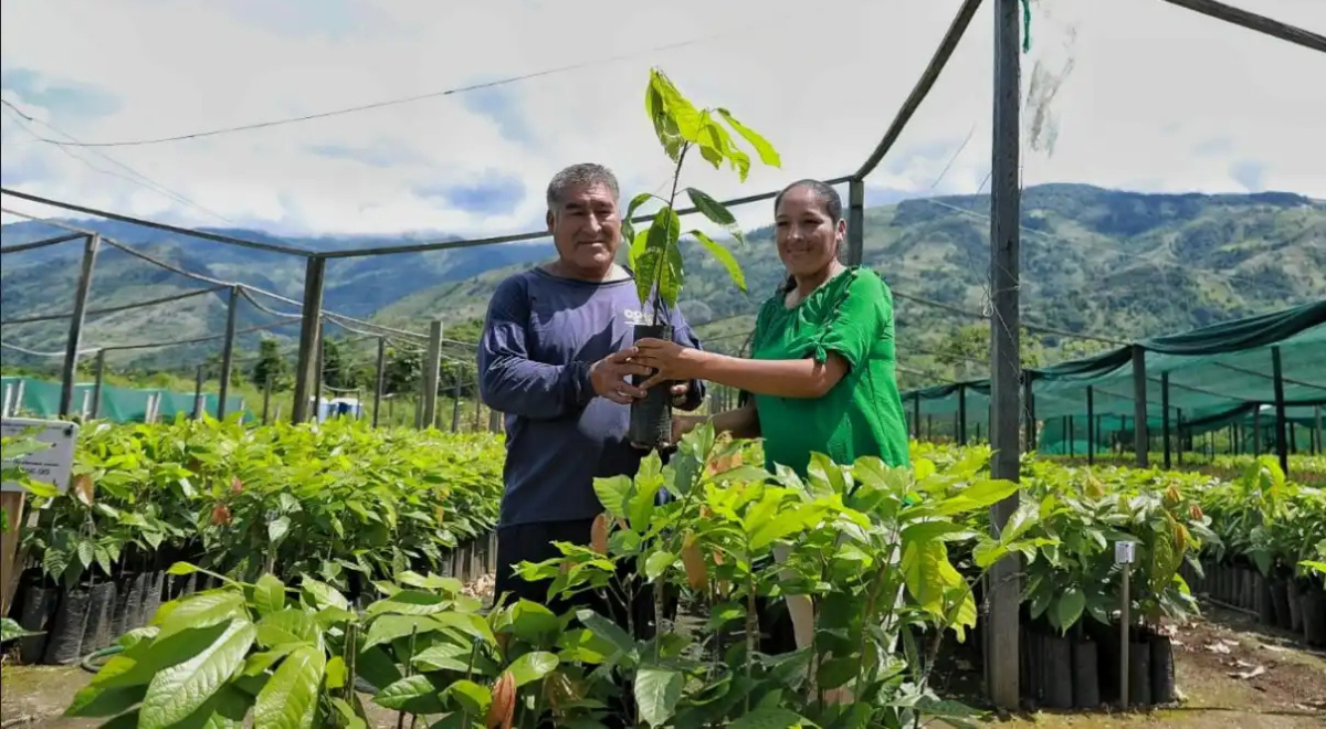 Más de 200,000 plantones recuperarán áreas degradadas de Ayacucho
