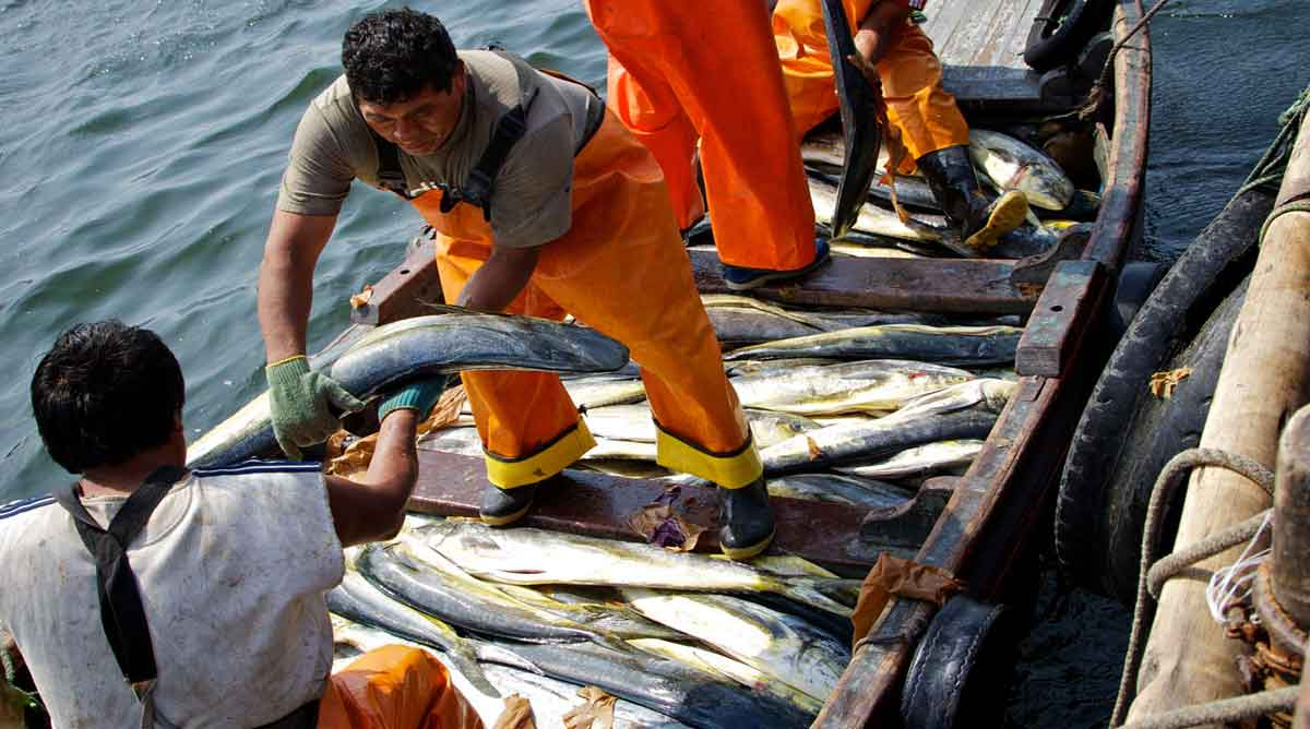 Comercio de pescado esparce «sustancias químicas eternas» por el mundo