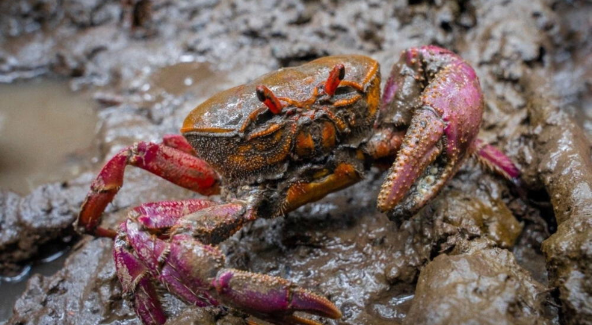 Tumbes inicia la veda de cangrejo del manglar