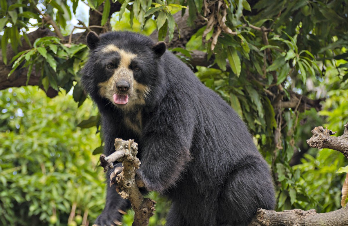 Perú: Esfuerzos ambientales se centrarán en conservación de especies