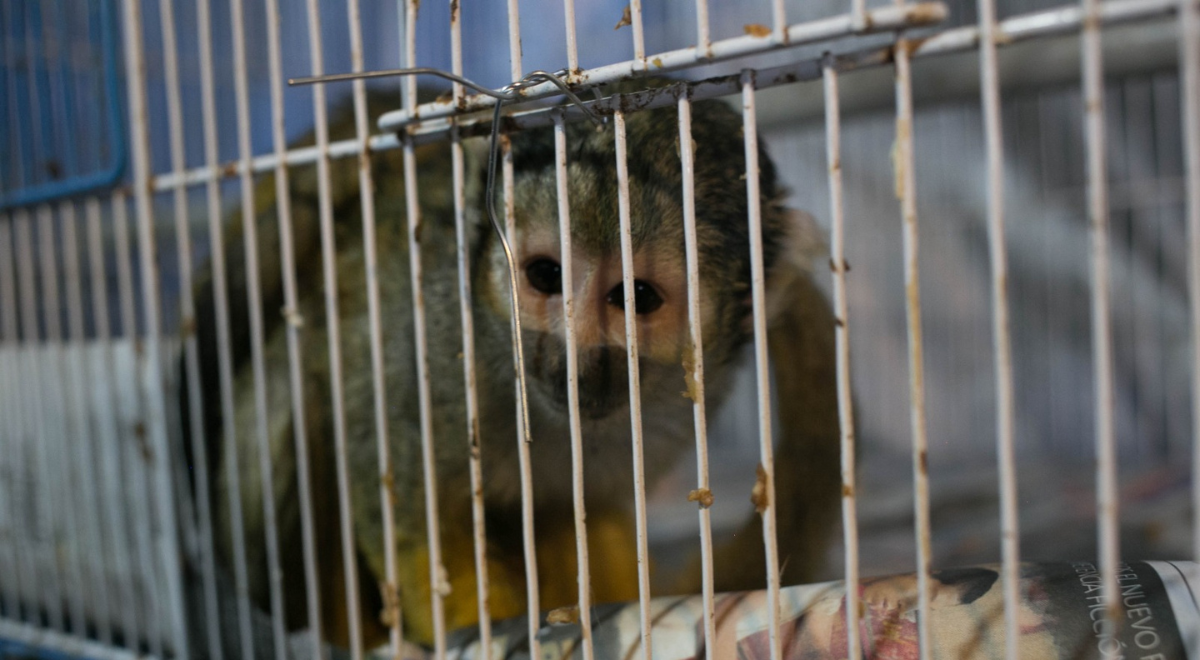 Refuerza operativos contra el tráfico ilegal de fauna silvestre