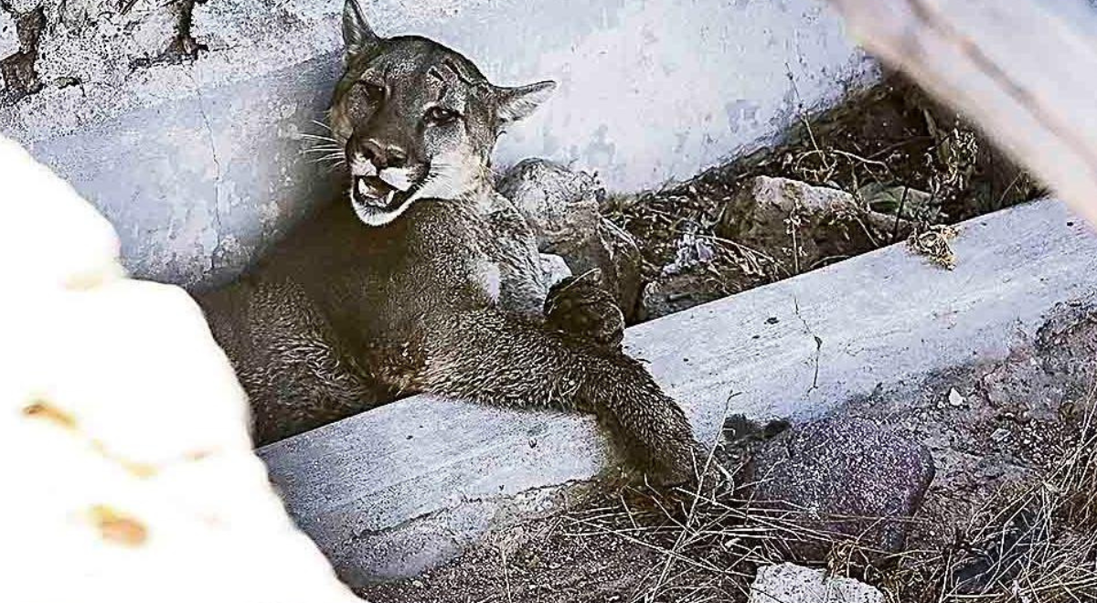 Fiscalía inicia investigación por muerte de puma en San Martín