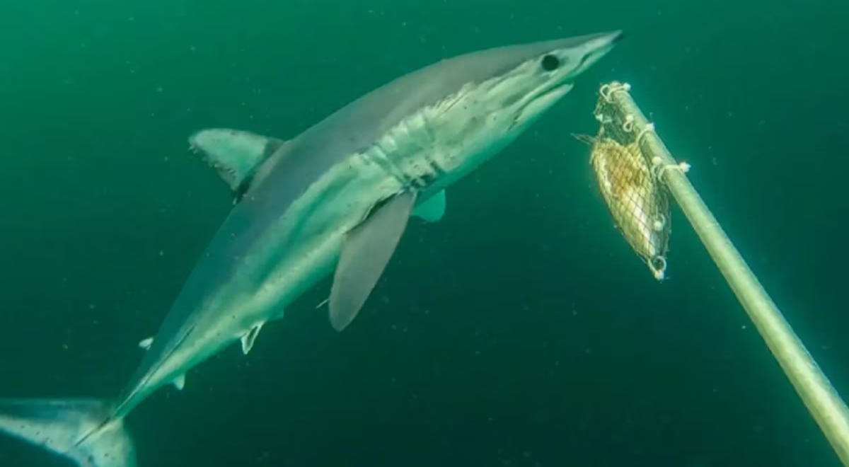 Registran por primera a tiburones diamante en el Perú