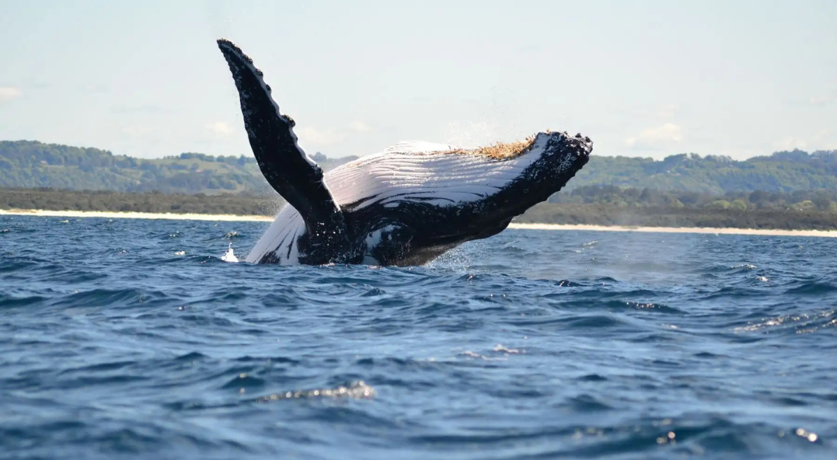 Reserva Nacional Mar Tropical de Grau ya cuenta con un Plan Maestro
