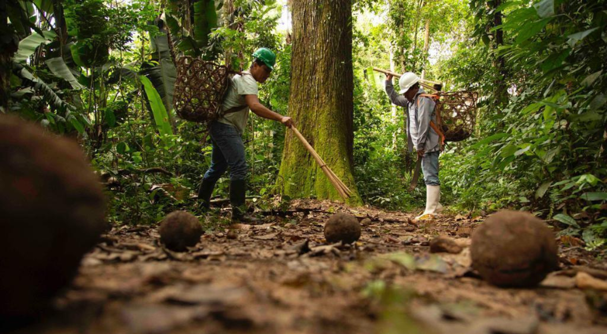 Conservarán más de 8,000 hectáreas de bosques con producción de castaña