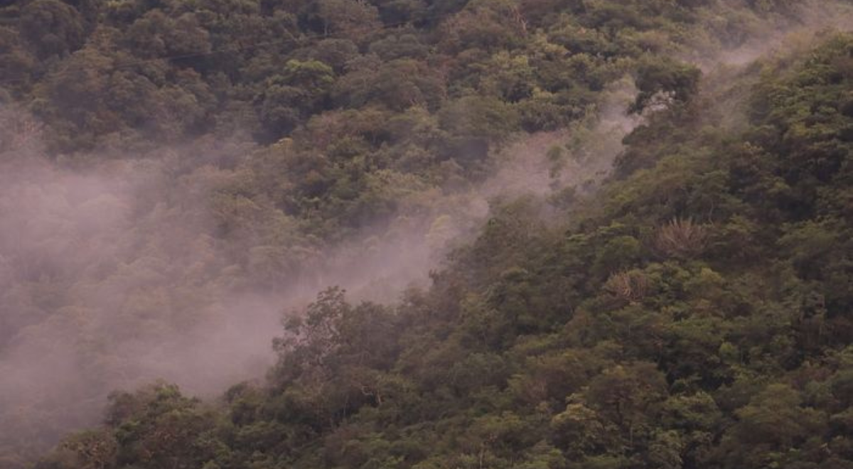 Cajamarca: Establecen Área de Conservación Regional Bosques Montanos de Huamantanga y Chorro Blanco