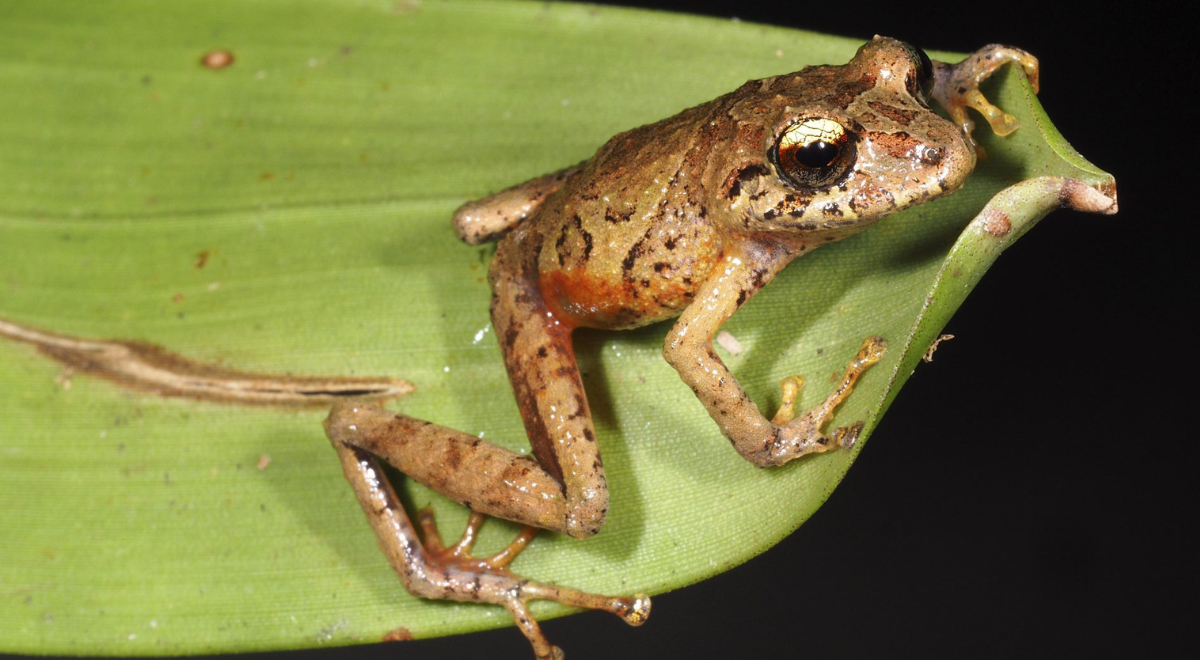 Ecuador: Descubren nuevas especies de ranas en la Cordillera del Cóndor
