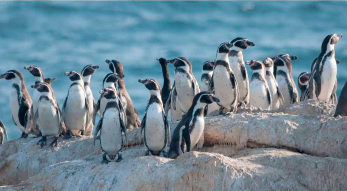 Nuevo gobierno de Chile retira 43 decretos ambientales