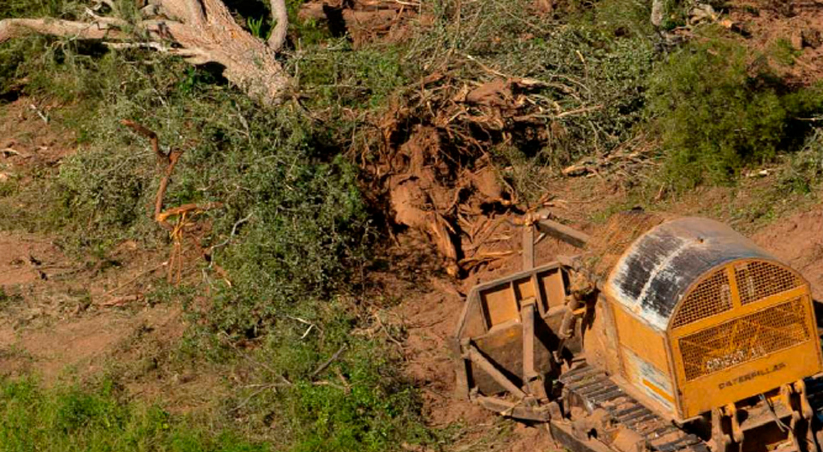 Argentina: Deforestación aumenta 40% y amenaza bosques nativos