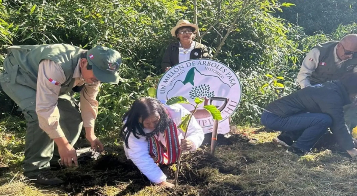 “Un millón de árboles”: campaña para reforestar santuario de Machu Picchu