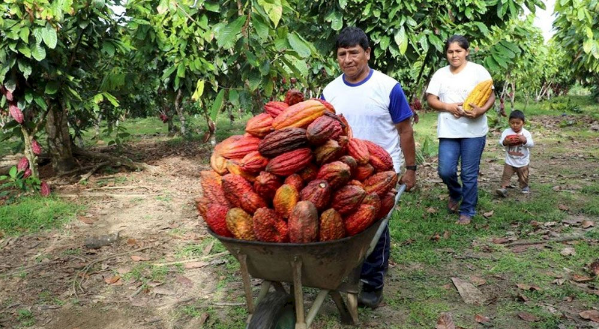 Comunidad nativa de Ucayali produce cacao sostenible y conserva bosques