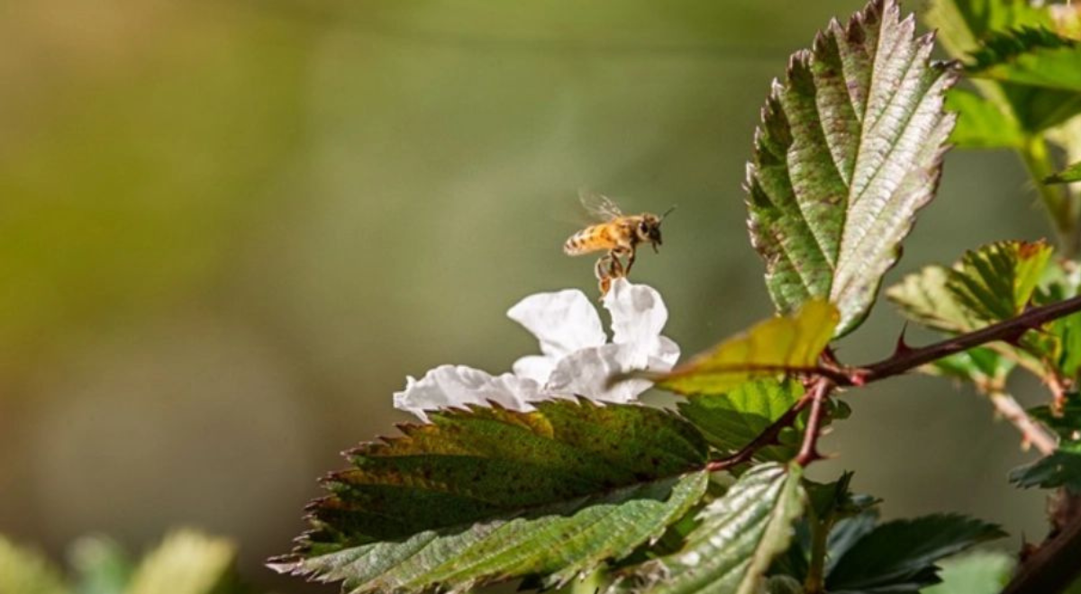 Perú activa Plan Operativo 2026 para salvar a los polinizadores y proteger el servicio ecosistémico clave para la conservación de la biodiversidad