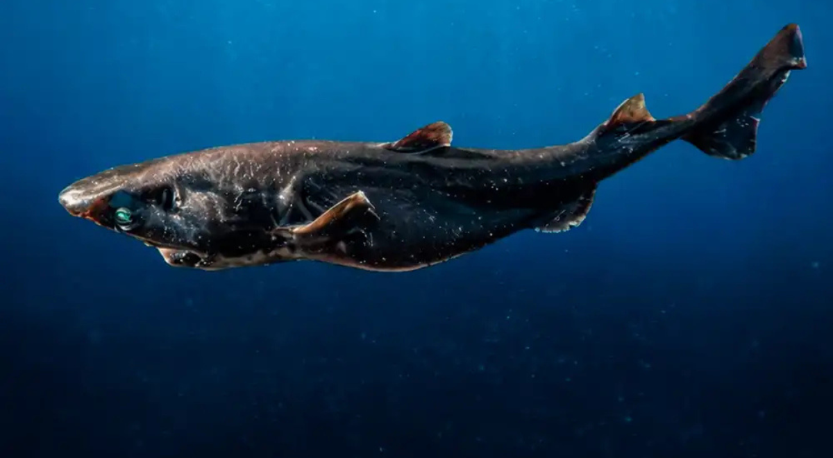 Perú: Hallan especie de tiburón que vive a 1400 metros de profundidad